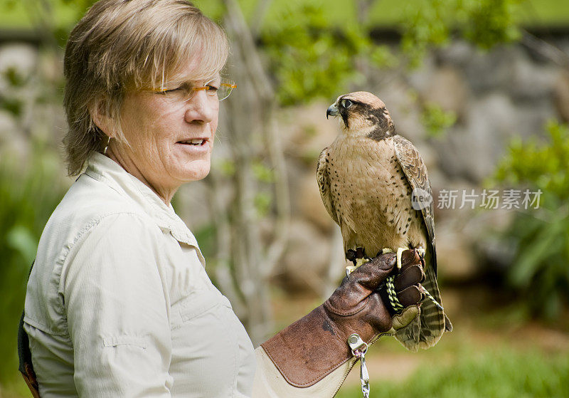 猎鹰与兰纳猎鹰(Falco Biamicus)